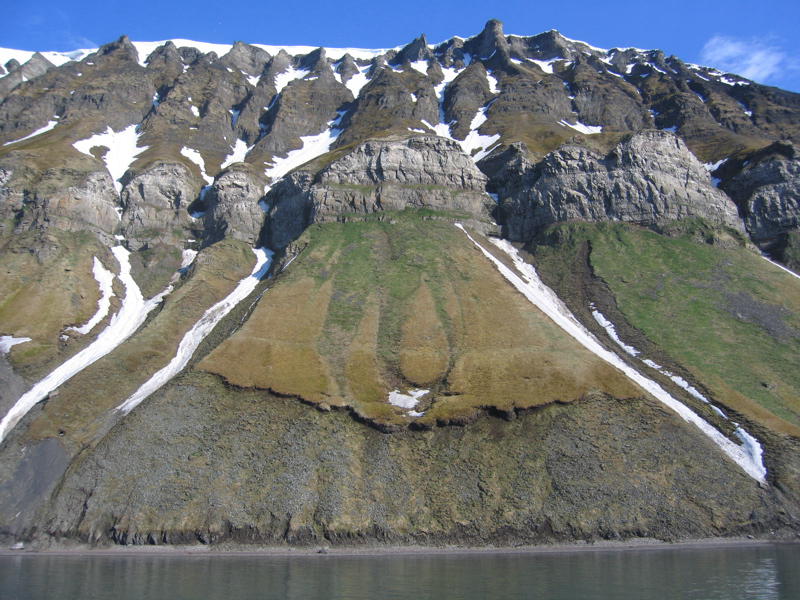 Vogelfelsen in Islfjorden